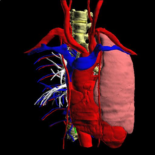 Thorax Model